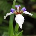 Iris (Neomarica northiana)